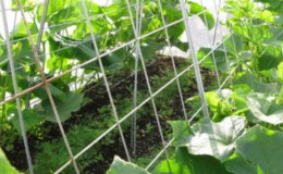 Instructions on how to tie up cucumbers in a greenhouse correctly for novice gardeners