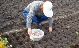 How to prepare garlic beds for the winter: step-by-step instructions for novice farmers and advice from experienced colleagues