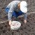 How to prepare garlic beds for the winter: step-by-step instructions for novice farmers and advice from experienced colleagues