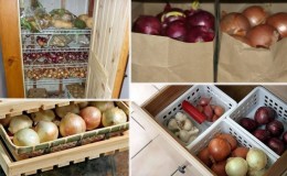 Methods and terms of storage of onions after harvest