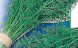 The best varieties of bush dill for a rich green harvest