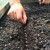 How to grow beans outdoors