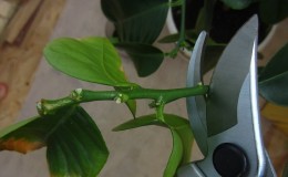Pruning and shaping lemon at home