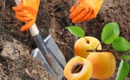 A beginner's guide to planting apricots in the fall