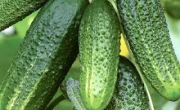 Cucumber-hybrid 