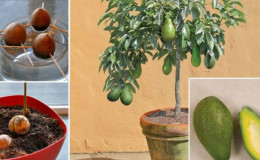 The best ways to ripen an avocado at home quickly and easily