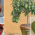 The best ways to ripen an avocado at home quickly and easily