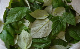 How to ferment raspberry leaves at home