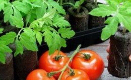 High-yielding hybrid tomato
