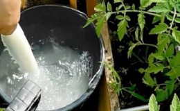 How to use phytophthora serum on tomatoes: we fight the disease effectively, quickly and on a budget