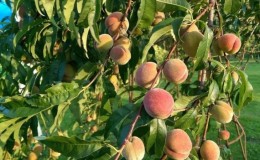 What peach care is needed in the fall to prepare for the cold