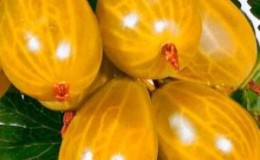 Sweet frost-resistant gooseberry variety Amber