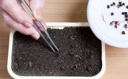 When and how to plant beets with seeds: step by step instructions for beginner gardeners