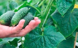 A new, but promising and managed to win the hearts of many gardeners, cucumber variety