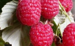 New raspberry variety Daughter of Hercules: description and characteristics, planting and care rules