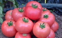 Advantages and disadvantages of Torbay tomato: why it is worth trying to grow it
