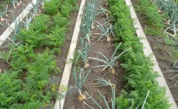 Crop rotation rules for carrots: then sow, what to plant after and next to