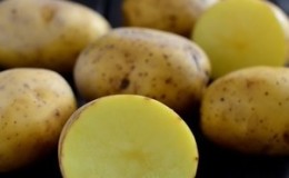 Unpretentious in care and high-yielding potato variety