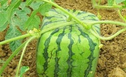 Are there square watermelons and how can you grow such an unusual crop yourself?