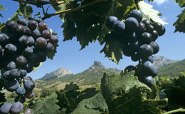 What grape varieties are suitable for Crimea