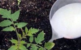 How to feed tomatoes during flowering in a greenhouse and fruiting