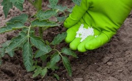 How and what to feed tomatoes after planting in the ground: the best folk recipes and an overview of ready-made compositions