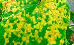 What are the diseases of cucumber seedlings: photo and description