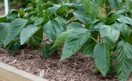 Why does pepper wither in the open field and what to do to save your crop