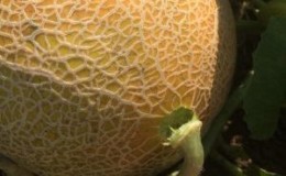What to do if the melon is not ripe: storage rules for ripening fruits and tips for choosing