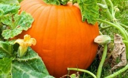 Description of ordinary pumpkin (hard-bore, pepo): composition and properties, characteristics, nuances of cultivation and use