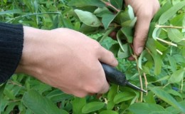 Propagating honeysuckle by cuttings - the easiest way!