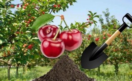 Summer sweet cherry transplant guide for beginner gardeners