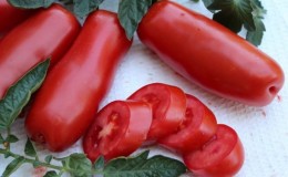A variety for lovers of rare exotic tomatoes - Tomato