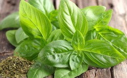 Green basil - benefits and harms