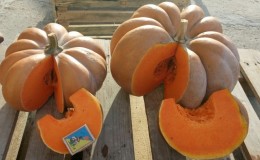 A French guest on your site - pumpkin 