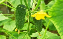 Early ripening and self-pollinated cucumber