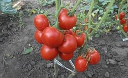 An unpretentious and non-capricious variety that requires minimal maintenance - the