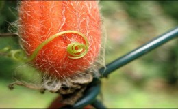 What are red cucumbers (Tladianta Doubtful), what are they good for and what to do with them