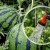 How often to water watermelons and melons in the greenhouse and open field