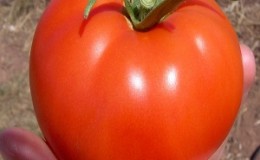Lying variety for salads and preservation - hybrid tomato