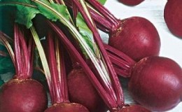How to grow a wonderful Kestrel beetroot hybrid correctly and how it differs from other species