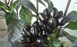 Amazing decorative pepper