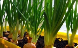 How to Grow Green Onions on a Windowsill: A Step-by-Step Guide for Beginners