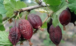 Why do gooseberry berries rot on a bush and what to do about it