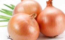 High-yielding Shetana onion for long-term storage