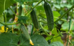 Unpretentious cucumber 
