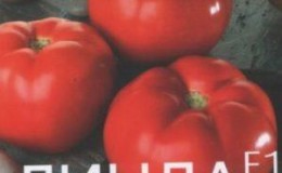 Detailed description of tomatoes Linda F1 - features of fruits and seeds