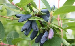 Mid-season honeysuckle with sweet and sour taste Nightingale