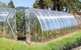 We grow a record crop of tomatoes in a polycarbonate greenhouse: planting and care, advice from agronomists