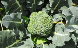 Growing and caring for broccoli cabbage outdoors in Siberia